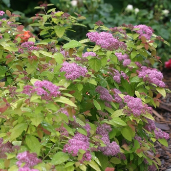 Spiraea (Spirea) - Double Play ''Big Bang®''