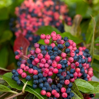 Viburnum nudum - Brandywine™