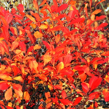 Aronia arbutifolia - Red Chokeberry