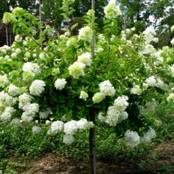 Hydrangea paniculata - 'Grandiflora' Pee Gee Hydrangea