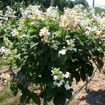 Hydrangea paniculata - 'Pink Diamond' Hardy Hydrangea