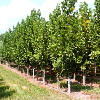 Liriodendron tulipifera - 'Fastigiatum ('Arnold')' Columnar Tulip Tree