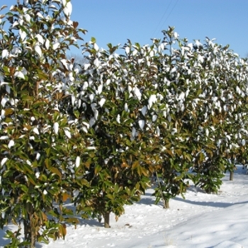 Magnolia grandiflora - 'Bracken's Brown Beauty'