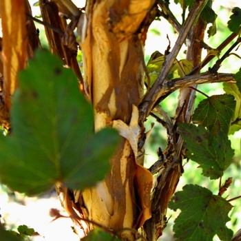 Physocarpus opulifolius - 'Diabolo®' Ninebark