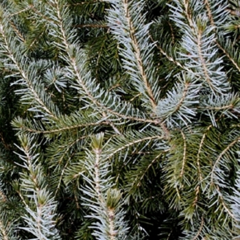 Picea omorika - Bruns Serbian Spruce