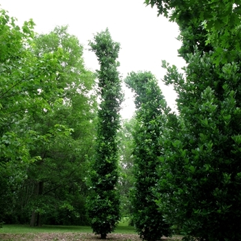 Quercus robur x bicolor - 'Kindred Spirit®' Oak