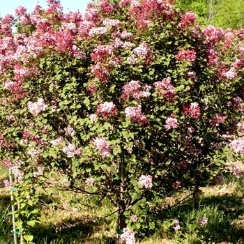 Syringa - 'Tinkerbelle' Lilac