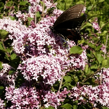 Syringa - 'Prince Charming®' Lilac