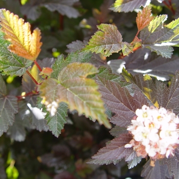 Physocarpus opulifolius - 'Center Glow' Ninebark