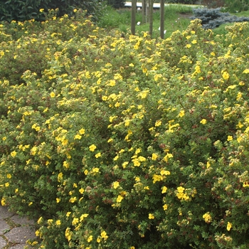 Potentilla fruticosa - 'Goldfinger' Shrubby Cinquefoil