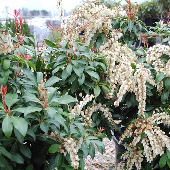 Pieris japonica COPY - 'Mountain Fire'