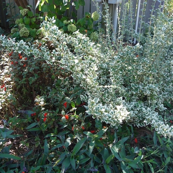 Euonymus fortunei - 'Emerald Gaiety' Wintercreeper