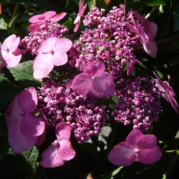 Hydrangea macrophylla - 'Twist-n-Shout®' Bigleaf Hydrangea