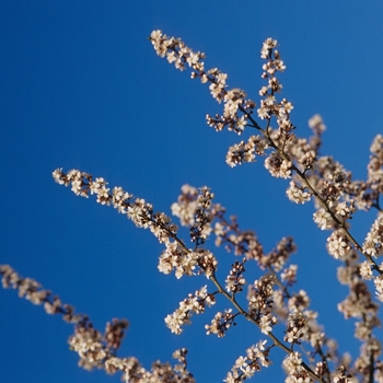 Prunus cerasifera - 'Crimson Pointe®' Flowering Plum