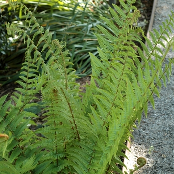 Dryopteris filix-mas - Male Fern
