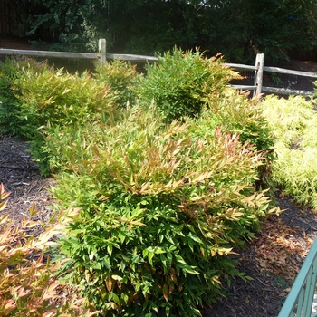 Nandina domestica - 'Gulf Stream' Heavenly Bamboo