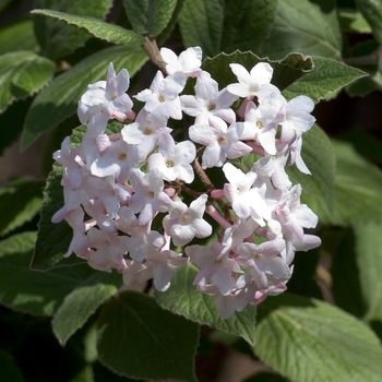 Viburnum carlesii - Koreanspice Viburnum