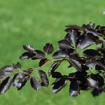 Fagus sylvatica - 'Purple Fountain' European Beech