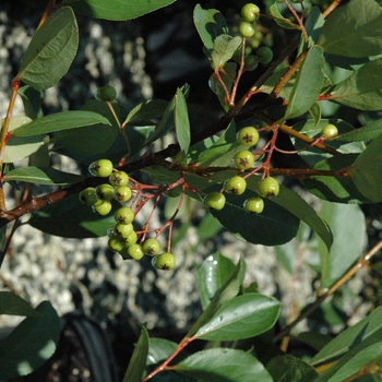 Aronia melanocarpa - 'Autumn Magic' Black Chokeberry