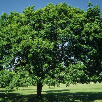 Acer platanoides - Norway Maple