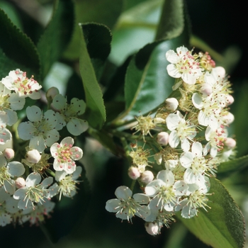 Aronia melanocarpa - Black chokeberry