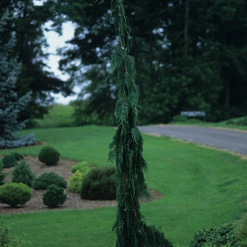 Chamaecyparis nootkatensis - 'Green Arrow' Nootka Falsecypress