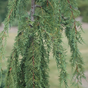 Chamaecyparis nootkatensis - 'Van den Akker' Nootka Falsecypress