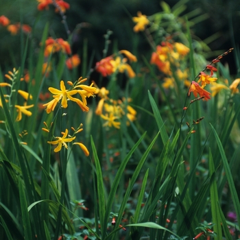 Crocosmia - 'Emily Mckenzie' Monbretia