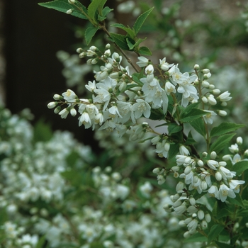 Deutzia gracilis - Slender Deutzia