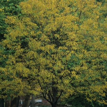 Gleditsia triacanthos var. inermis - 'Imperial®' Honeylocust