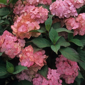 Hydrangea macrophylla - 'Pink Beauty' Bigleaf Hydrangea