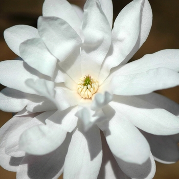 Magnolia stellata - 'Waterlily' Star Magnolia