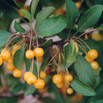 Malus - Crabapple Cinderella