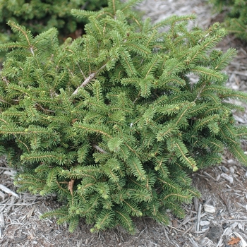 Picea abies - 'Nidiformis' Bird's Nest Spruce