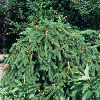 Picea abies - 'Pendula' Weeping Norway Spruce