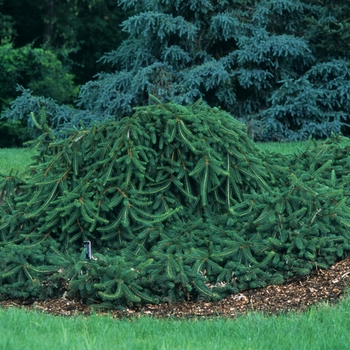 Picea abies - 'Pendula' Weeping Norway Spruce