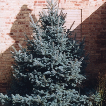 Picea pungens - Colorado Blue Spruce