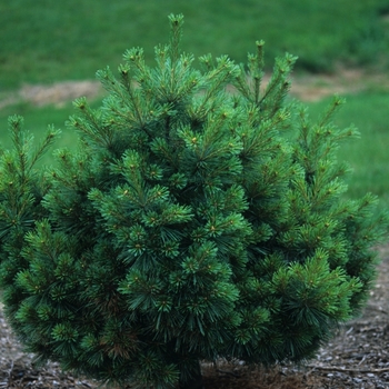 Pinus strobus - 'Nana' Dwarf White Pine