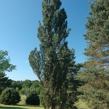 Pinus sylvestris - 'Fastigiata' Scotch Pine