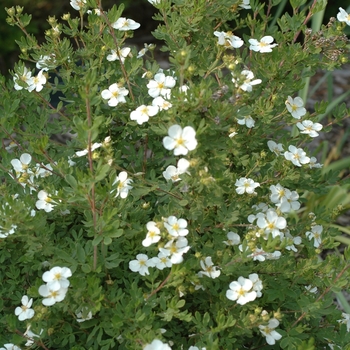 Potentilla fruticosa - 'Abbotswood'