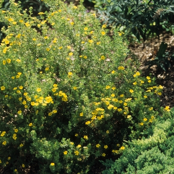 Potentilla fruticosa - 'Gold Drop ('Farreri')' Bush Cinquefoil