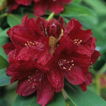 Rhododendron Northern Lights hybrid - 'Golden Lights' Azalea