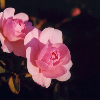Rosa - 'Bonica&reg;' Rose