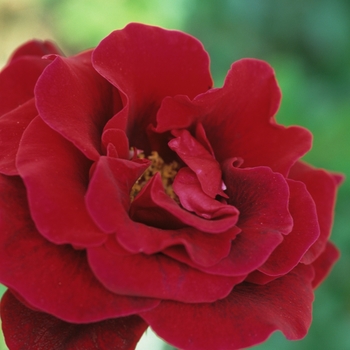 Rosa - 'Don Juan' Rose