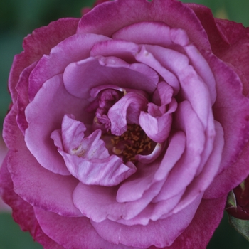 Rosa - 'Heirloom' Heirloom Rose