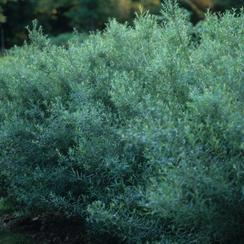 Salix purpurea - 'Nana' Dwarf Arctic Willow