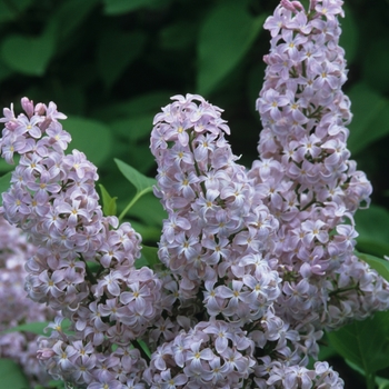 Syringa vulgaris - 'President Grevy' Lilac