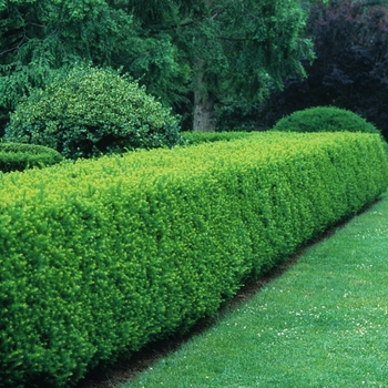 Taxus x media - Spreading Yew