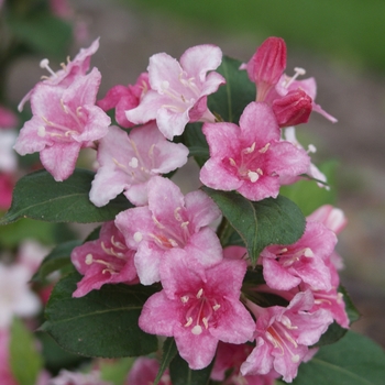 Weigela florida - 'Carnaval™'