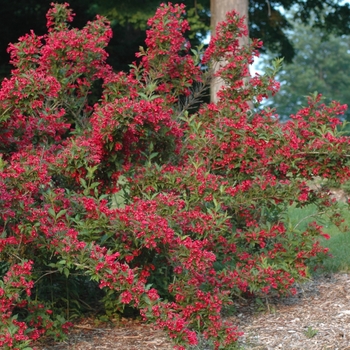 Weigela florida - 'Red Prince'